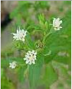 Стевия (Stevia Rebaudiana) уникальный био-подсластитель Стевия (Stevia Rebaudiana) уникальный био-подсластитель