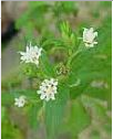 Стевия (Stevia Rebaudiana) уникальный био-подсластитель